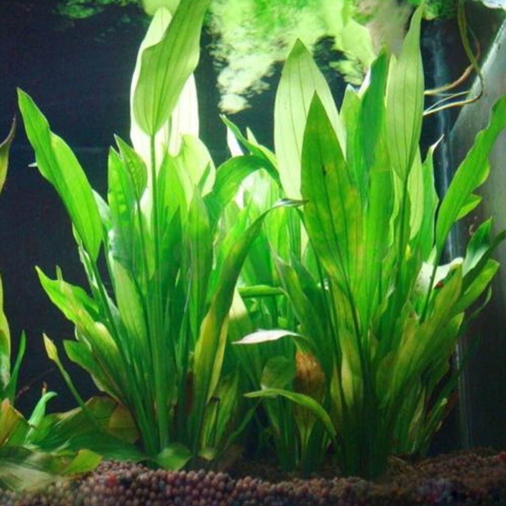 15cm Artificial Aquarium Decor - Aquarium Plants Live recension och pris