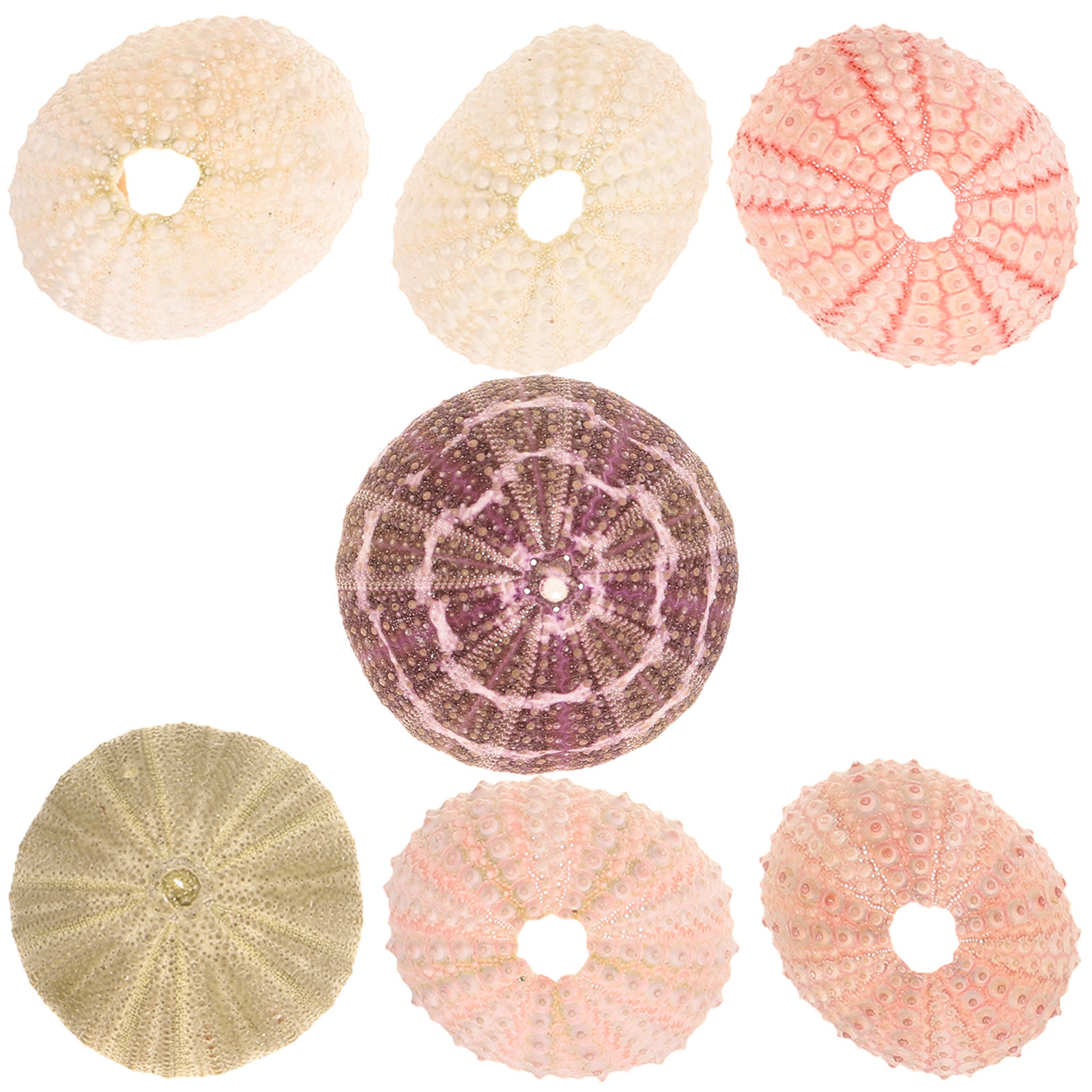 7Pcs Sea Urchins Shells Unique - Aquarium Plant Holder recension och pris