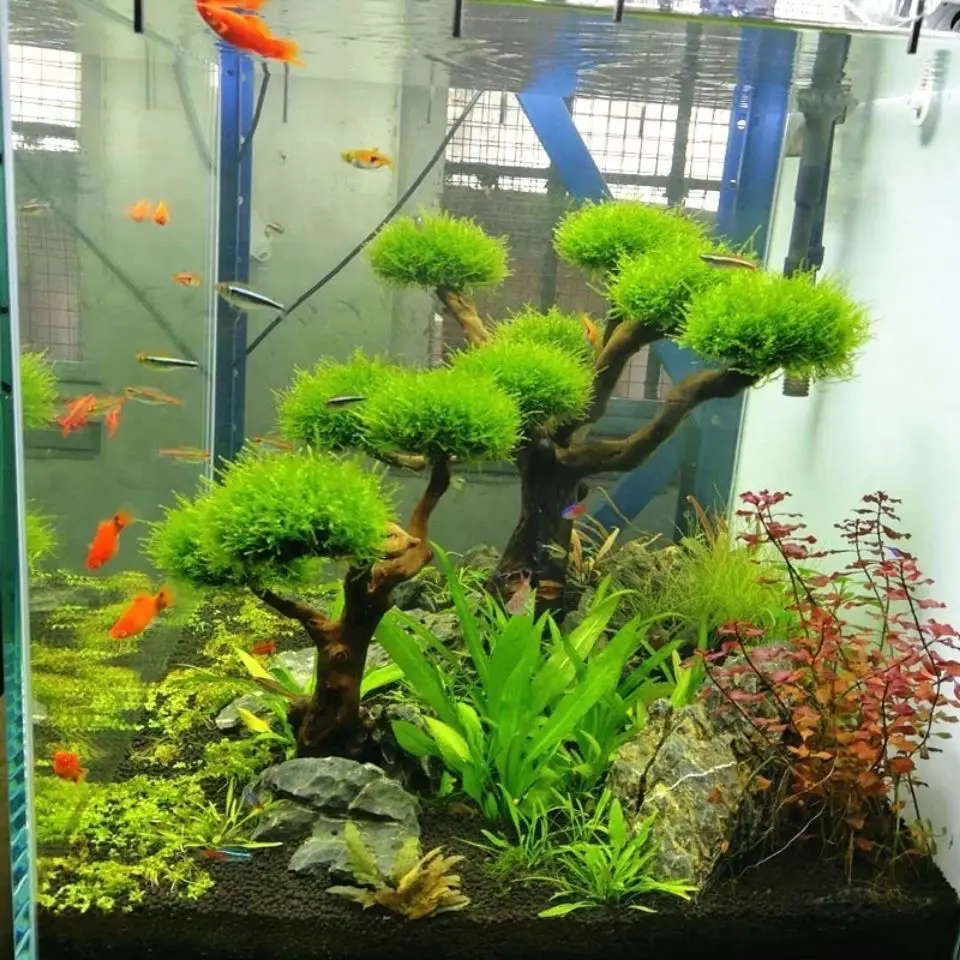 Aquarium Driftwood Landscaping - Aquarium Driftwood recension och pris