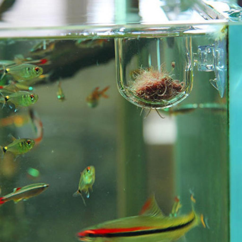 Fish Feeding Basket Glass Aqua - Aquarium Plants Live recension och pris
